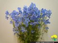 Delphinium Sinensis Platinum Blue Spray